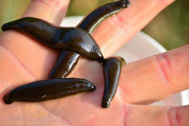 leech 368345 640